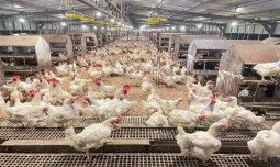 Kementan Kawal Harga Ayam, Peternak Rakyat Jadi Prioritas