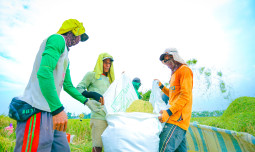 Petani Rayakan Panen dengan Syukur: Produksi Meningkat, Dukungan Pemerintah Nyata
