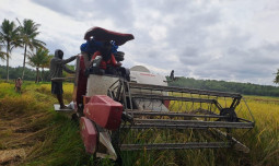 Meski Sudah Ditetapkan Pemerintah, Harga Padi Di Bulukumba Masih Di Bawah HPP