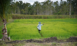 Setahun Pemerintahan Prabowo-Gibran: Petani Untung, Produksi Naik, Pupuk Murah