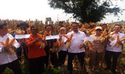 Panen Raya Jagung Di Pati, Produksi Naik Siginifikan