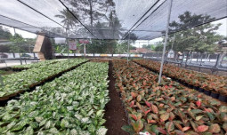 Tekan Impor Tanaman Hias, Kementan Dukung Penuh Petani Milenial Aglaonema