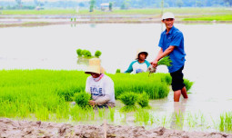 Kementan Tetap Optimis Jaga Pertanaman di Masa El Nino