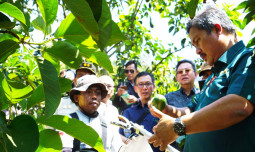 Kementan Cek Inovasi Modern Kebun Alpukat di Subang