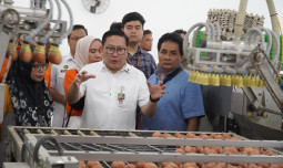 Kementan Perkuat Serapan dan Stabilisasi Harga Telur di Tingkat Peternak