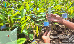 Regulasi Terbaru Dorong Sertifikasi Benih Hortikultura Bermutu untuk Wujudkan Swasembada