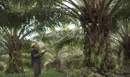 Genjot Hilirisasi, Sawit Jadi ‘Miracle Crop’ Andalan RI di Pasar Global