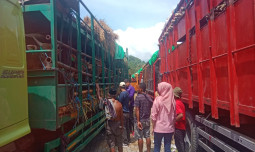 Distribusi Sapi Kurban dari NTB Diatur Ulang, Pasokan Dipastikan Aman