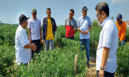 Jaga Produktivitas Saat El Nino, Petani Cabai Makassar Terapkan Budidaya Ramah Lingkungan