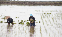 Konsolidasi Brigade Pangan: Langkah Strategis Percepatan Swasembada Pangan dan Regenerasi Petani Milenial