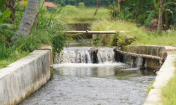 Rehabilitasi Irigasi Dipercepat, Swasembada Pangan Nyata di Depan Mata