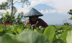 Program Micro Finance Program UPLAND Dirasakan oleh para Petani