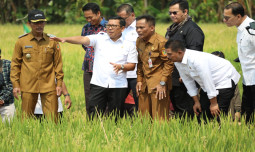 Plt Mentan Panen Raya dan Tanam Padi di Sukoharjo