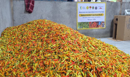 Didukung Champion Cabai Nasional, Kementan Guyur Pasokan ke PIKJ untuk Tekan Lonjakan Harga