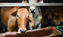 Indukan Sapi Pedaging Impor Masuk Perdana, Bukti Komitmen Investasi Peternakan