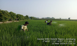 Pemerintah Dan Petani Jombang Bergerak Bersama Amankan Produksi Padi Dari Serangan Hama Dan Penyakit
