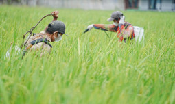 Dukung Produktifitas Petani di Ciamis, Kementan Gencarkan Pengendalian Hama Terpadu Bersama TNI 