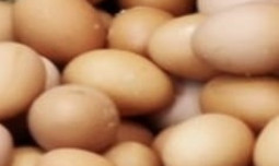 Pinsar Dukung Langkah Pemerintah Stabilisasi Harga Telur