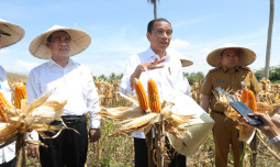 Panen Raya Jagung Di Gorontalo, Presiden: Saatnya Bulog Lakukan Penyerapan