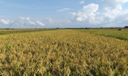 Harga Gabah di Jembrana Mendekati HPP, Petani Harapkan Serapan Optimal oleh Bulog