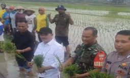 Cegah Serangan OPT, Ini Tips dari Kementan 