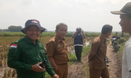 Bantu Fasilitasi Pemasaran Gabah ke Bulog, Bapeltan Lampung Diapresiasi Penghargaan Oleh Pemerintah Kabupaten Lampung Utara