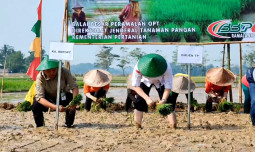 Kementan Pacu Tanam Padi Di Kabupaten Lebak