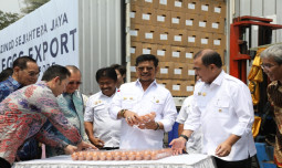 Menyusul Karkas Ayam Beku dan DOC, Indonesia Berhasil Ekspor Telur ke Singapura