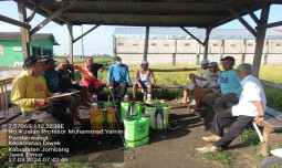 Amankan Panen, Petani Jombang Lakukan Pengendalian Wereng