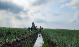 Jawab Komen Pengamat: Petani Bawang Brebes Dukung Kebijakan Pupuk Subsidi