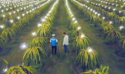 Kementan : Inovasi Pertanian Banyak Lahir dari Petani Milenial