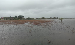 Pemerintah Perkuat Perlindungan Petani Terdampak Banjir di Jawa Tengah Melalui AUTP