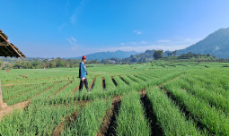 Panen Bawang Merah Marak, Pasokan Aman, Harga Berangsur Normal