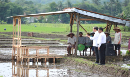 Pakar Dukung Pemerintah Permudah Regulasi Pupuk Subsidi
