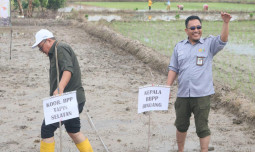 Kementan Pacu Indeks Pertanaman di Kabupaten Tapin