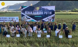 Panen Raya Benih, Langkah Konkrit Menuju Swasembada Bawang Putih Nasional