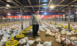 Kementan Perkuat Pengawasan dan Distribusi, Harga Ayam Hidup Mulai Naik