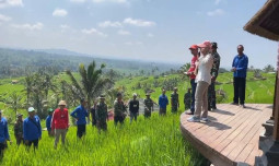 Program PAT Padi di Bali Meningkat Tajam, Tabanan Capai 383%