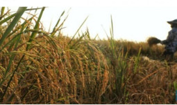 Data BPS: Maret-April Panen Raya Padi