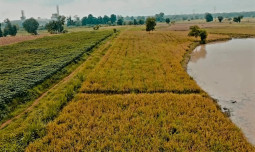 Kementan dan Densus 88 Kerjasama Perkuat Swasembada Pangan